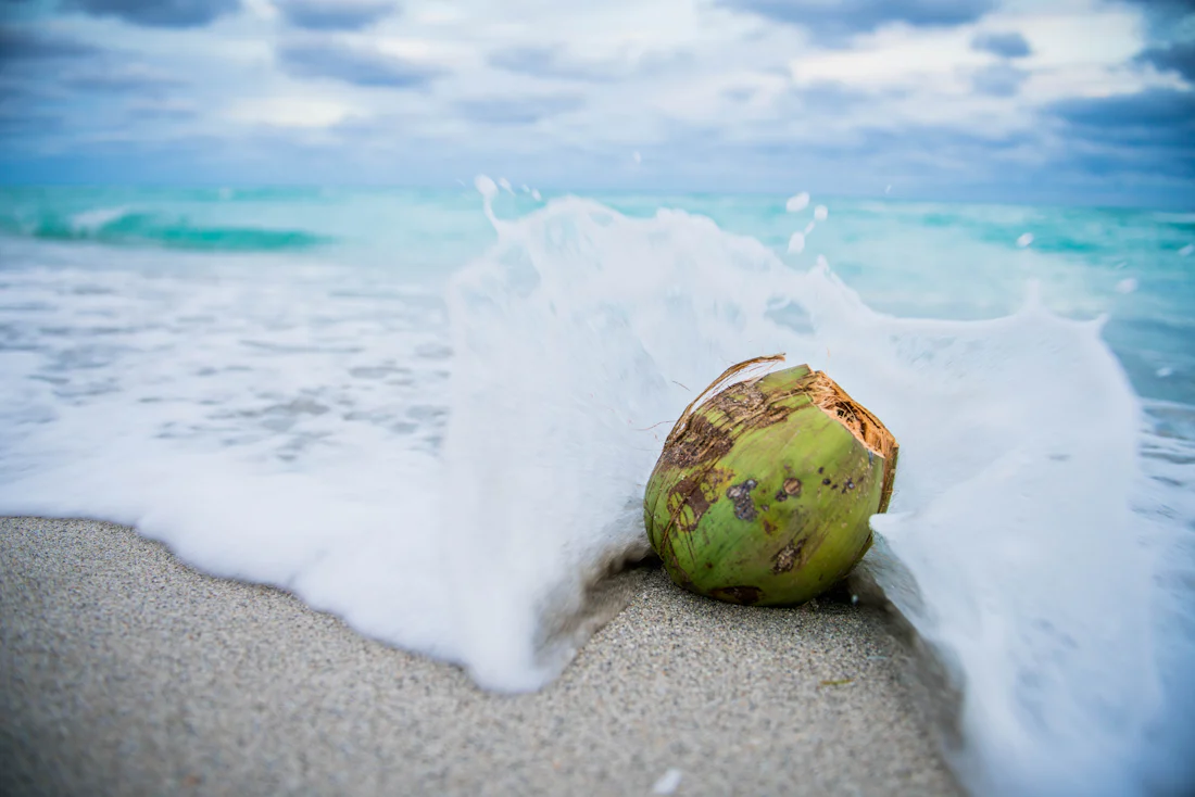 A coconut at the edge of an azure wave