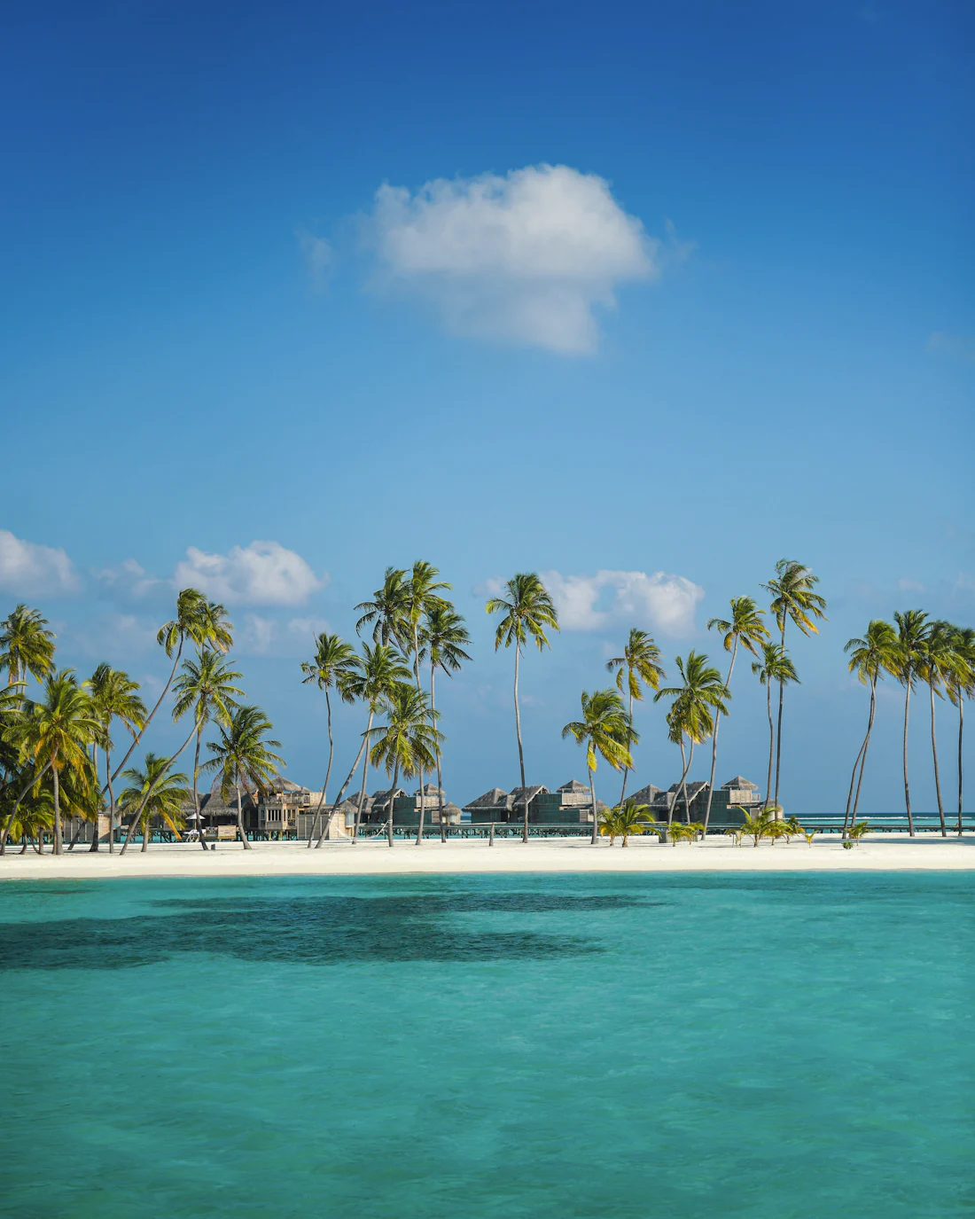 Coconut palms above the beach